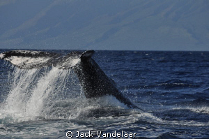 Whale Tail off Maui by Jack Vandelaar 